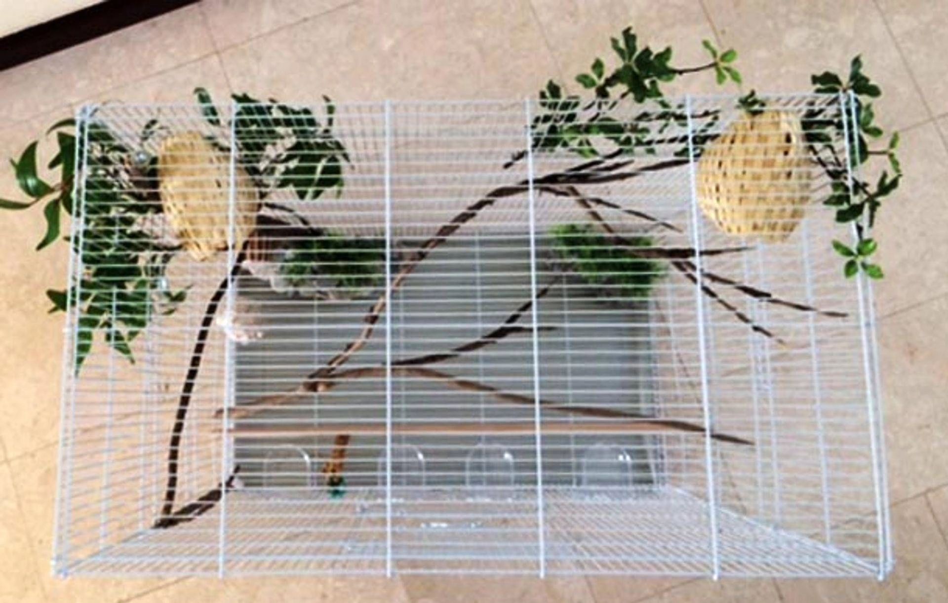 Enclosures Fetching Finches